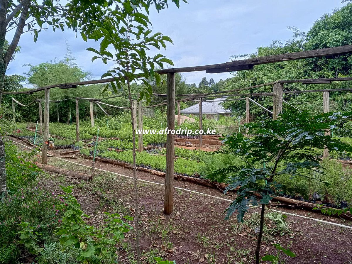 Busy day at Kaptagat! 🌱 The farm is busy with tree seedlings and avocado nursery, setting up shade netting while another farm is prepping for strawberry shade net installation. All supplies from Afrodrip Eldoret! 🍓🌳
#afrodrip #farming #nursery #shadeNetting #eldoret