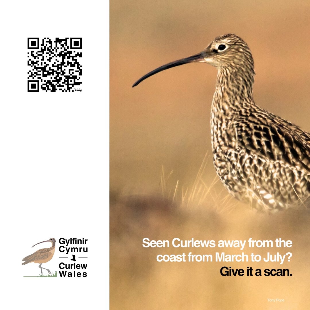 It's #EndangeredSpeciesDay! ⚠️ 💚 One of our most famous and well-loved breeding birds in Wales is the Curlew - but they're also one of the most endangered. 🤳 Please scan this QR code if you see or hear a Curlew between March and July. 👀 bit.ly/curlew24