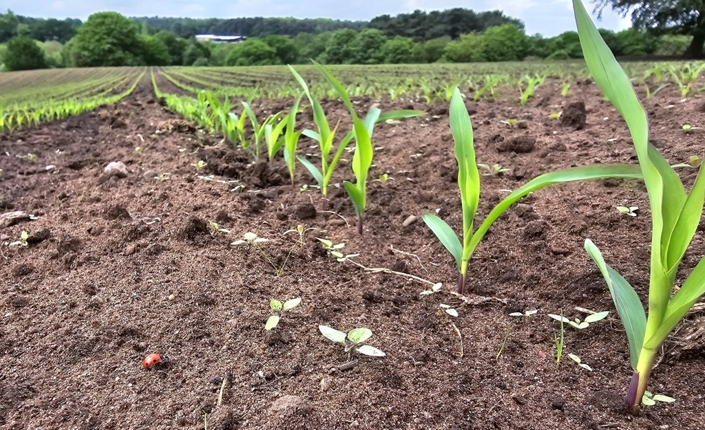 New to the Agrii #Maize Portfolio for 2024 and despite a challenging Spring, DSV Fortuno is already looking impressive! We still have supplies of leading Maize Varieties available - speak to your local Agrii Contact for any remaining requirements! 📞🚚💨 📷 Ben Lowe - Cheshire