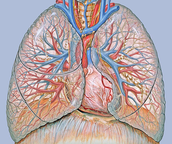 UPFBarcelona's tweet photo. #Recerca 🫀 🫁

Un treball conjunt de @physense_UPF i @InriaEpione (@Univ_CotedAzur), determina que la inclinació amb què les venes pulmonars arriben al cor influeix en el risc de trombes sanguinis. S'ha fet servir una mostra de 130 pacients, la major utilitzada mai fins ara. https://t.co/ccSxkBH7ff