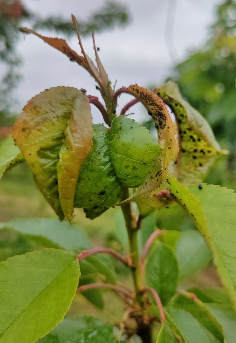 redfaragon's tweet photo. Maduran las cerezas y repuntan los pulgones.
#MyzusCerasi
✅Ataca solo al #cerezo.
✅Pulgón de color negro.
✅Enrolla las hojas.
✅Frena el crecimiento vegetativo.
✅Produce melaza que mancha los frutos.
#GIP #ATRIAs https://t.co/3hHIwlPQOY