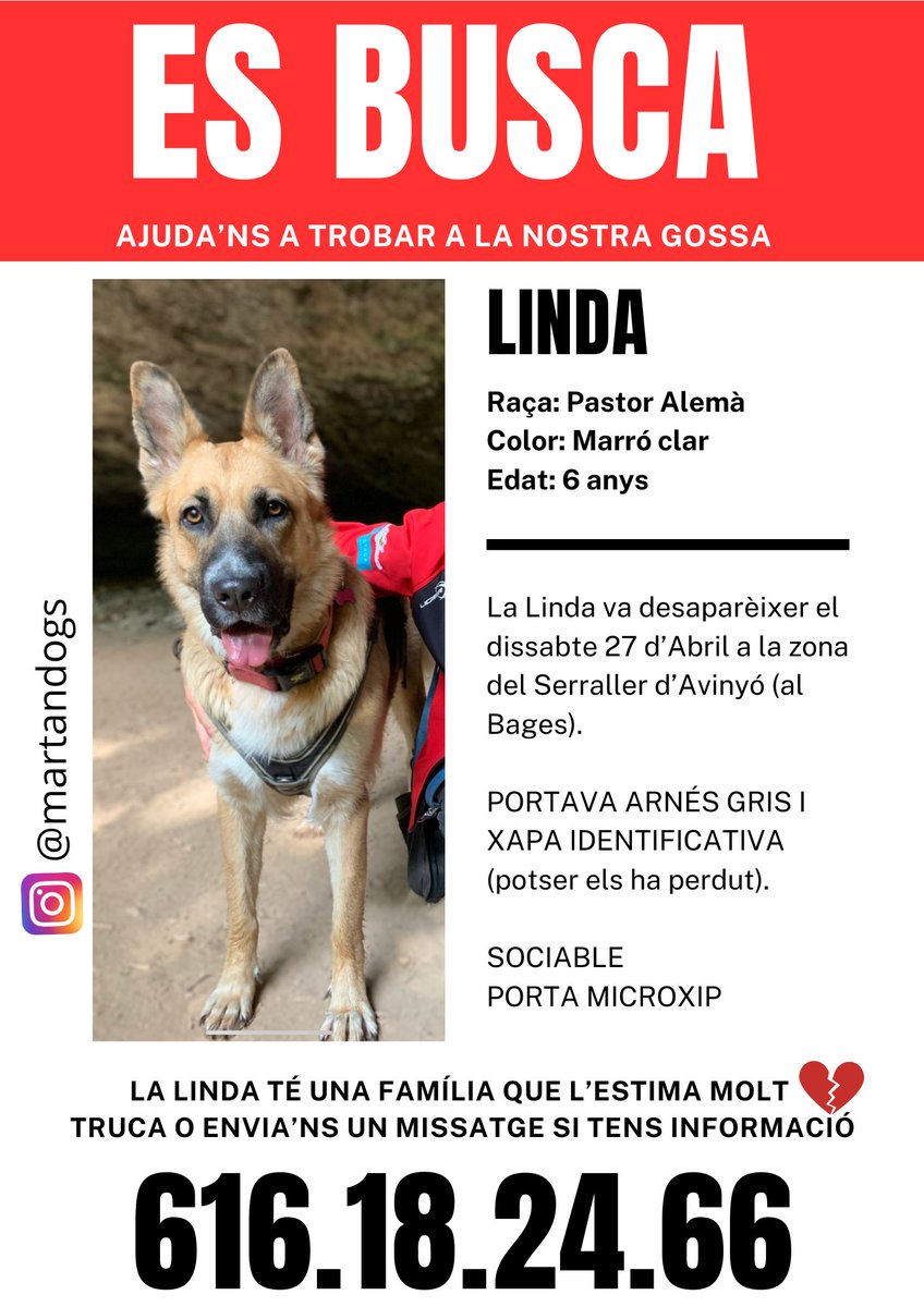 Ens ajudeu a trobar-la…? Fa molts dies que es fora de casa…és la gossa d’uns amics…