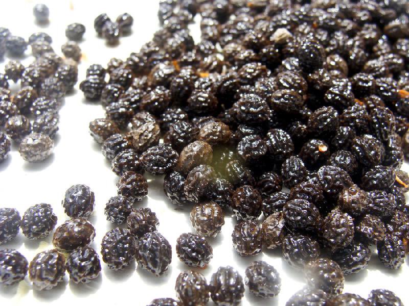 HerbalistChief's tweet photo. Pawpaw/ Papaye seeds are male contraceptive. 

Taking two tablespoonsful of dried pawpaw seeds with hot water for a day makes a man sterile for 90 days. 

#BackToEden https://t.co/3iTOeXeei6