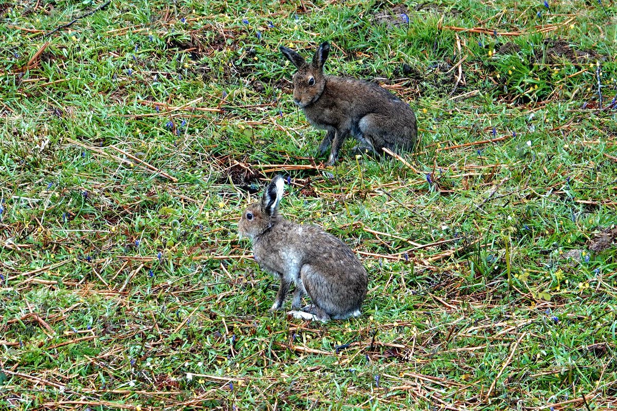 Hares among the bluebells!
#isleofmull #nature #wildlife #NaturePhotography #spring