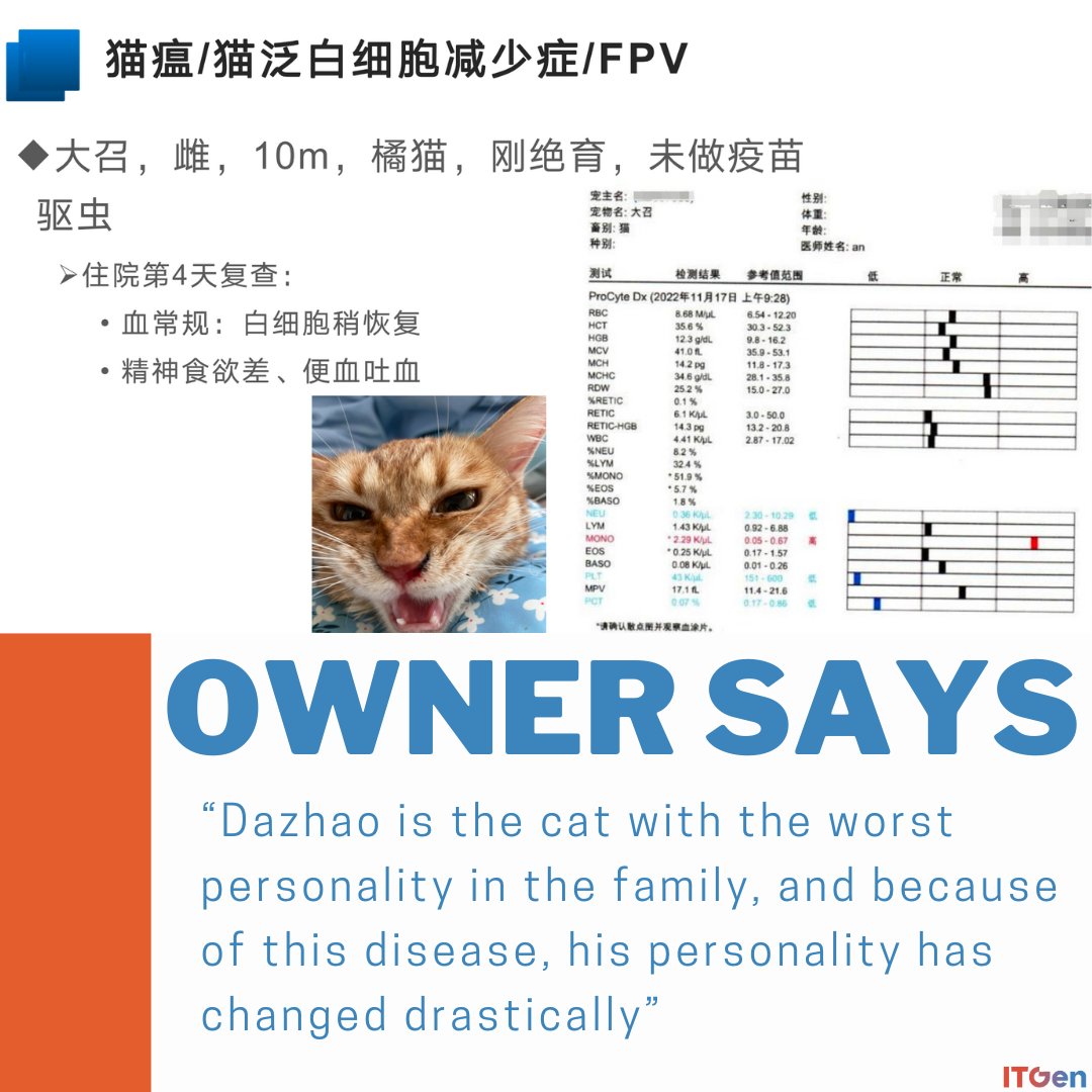 ✨ Introducing Dazhao ✨ — our brave Dragon Li cat who courageously faced a diagnosis of Feline Parvovirus (FPV). Share this journey with us and care for our feline friends. 🐱🎗️💪 #itgen #rapidtest #vet #vetmed #veterinarians #veterinarymedicine