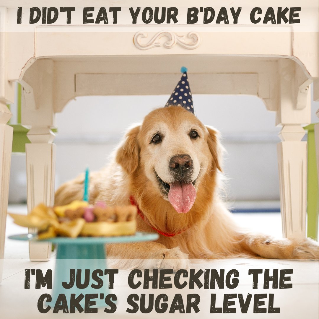 Undefined Happiness 😁😍

#Dogexpress #Celebratingdoglove #Doglovers #Dogowners #BirthdayDog #PetParty #CakeInspector #GoldenRetriever #FunnyPets #DogBirthday #PartyPup #PetLovers #FurryFriend #DoggieDelight #dogcare #purelove #dogpicture #petstagram #dogstagram #dogsofinstagram