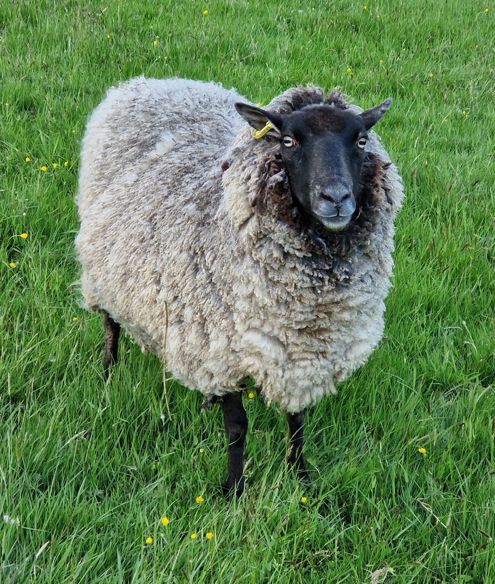 Fluffball Dillon 💙
He can be a bit of a twit on occasions but underneath it all he's a little sweetheart who just wants a biccit and to be loved 🐑

#animalsanctuary #shetlandsheep #wool #fleece #nonprofit #amazonwishlist #animallovers #foreverhome 

amazon.co.uk/gp/registry/wi…
