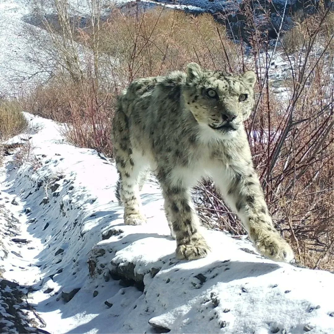 #DYK that Pakistan is home to hundreds of #SnowLeopards? It’s not easy to spot these shy, elusive big cats – they're masters of #camouflage.