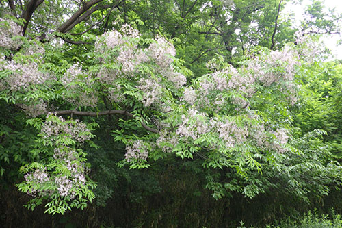 開花情報(2024年5月16日)を更新しました。 botanical-garden.nagai-park.jp/flowering/7938/ 

クリ、ザクロ、ペカンが咲き始め
 スイレン、センダン等は見頃を迎えました。