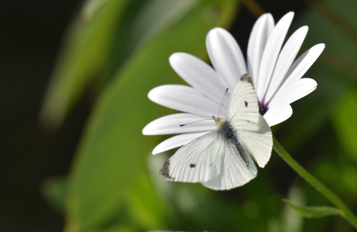 Good morning and happy Friday everyone 🤍🤍🤍🤍🤍🤍🤍🤍#nature #NatureWow #flowers #butterfly #insects #macro #macrophotography #white #garden #spring #northumberland #nikon #FridayMotivation #nikoncreators @UKNikon