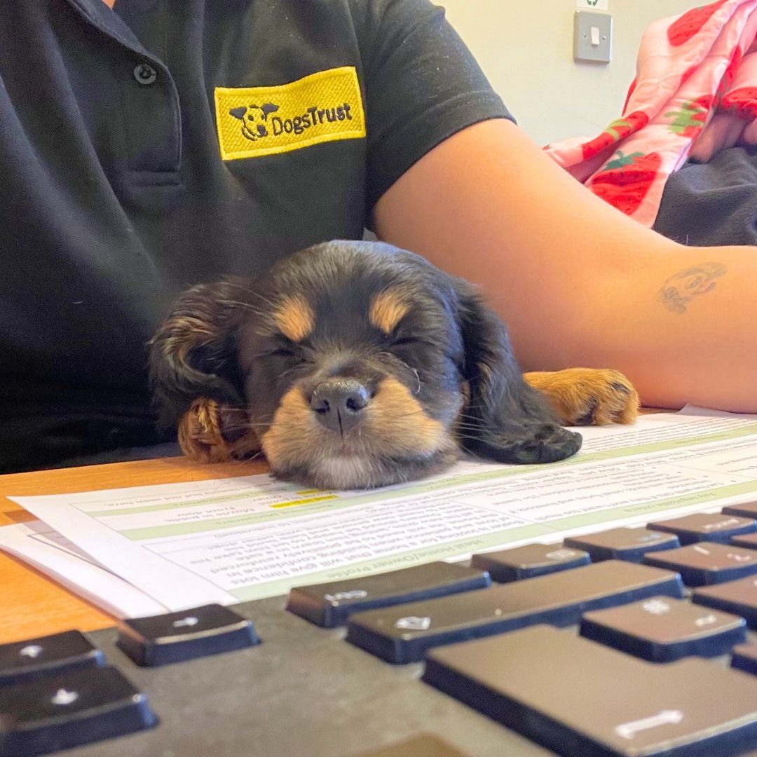 We recently hired a new admin assistant but she kept falling asleep on the job 😅 Good thing she makes up for it with her looks and adorable personality!

We are pleased to announce that beautiful Bonnie is booked to go home!

#KCSpaniel #Poodle #Crossbreed #RescueDog #Puppy