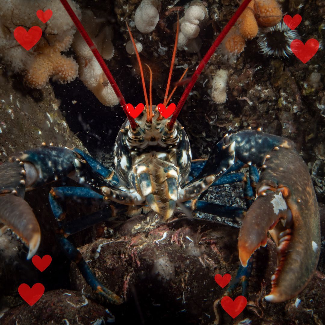 #funfactfriday When Phoebe in Friends said he's your lobster she was wrong, lobsters, by nature, are not monogamous and do not pair for life. Sorry all you romantics out there. #decapods #animalwelfare
