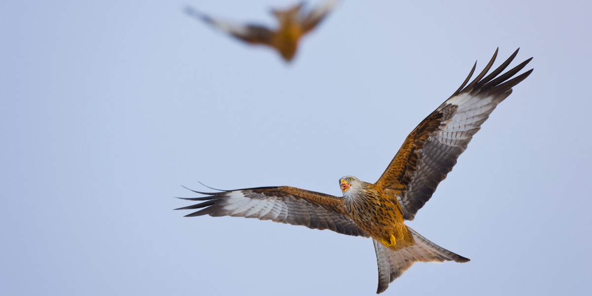 The UK’s red kite population was saved from extinction in the late 80s and early 90s — thanks to conservationists in Wales. The birds became so rare that only one breeding pair remained. Now, the species is thriving — but more needs to be done. #EndangeredSpeciesDay