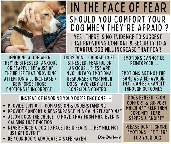 Snuggle My Dog
buff.ly/3RFz9ZW