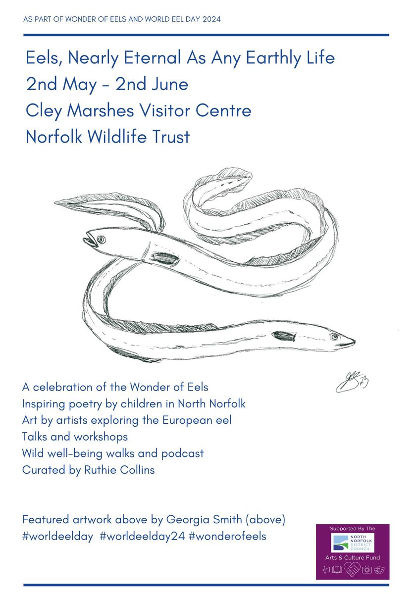 RuthieCollins's tweet image. Stunning portrait of the European eel made for World Eel Day last year highlighting its critically endangered status. On show at @NWTCleyCentre for #worldeelday24 #worldeelday @suemobbsart @IUCNRedList @eelsuitcase #redlist #endangeredspeciesday