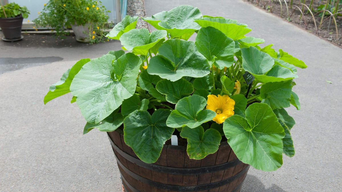 Can you grow squash in containers? Experts reveal 6 key tips for success growing this crop in pots trib.al/bBK7Ag3