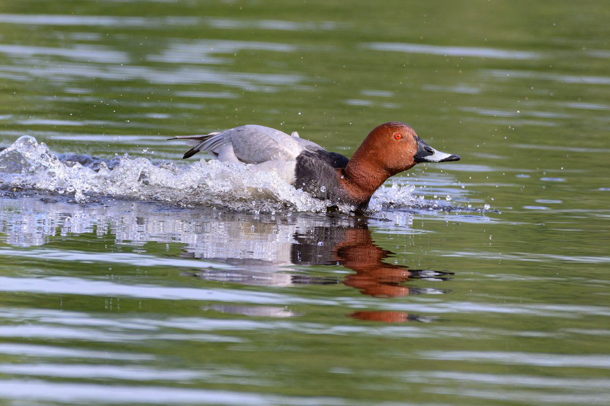 Check out these wonderful shots taken by John Forbes on a recent visit to #GosforthNatureReserve 😍 A tranquil haven, waiting for you this weekend ✨ Plan your visit today ➡️ ow.ly/vjK450QqjZC #NorthEastNature #NaturePhotography