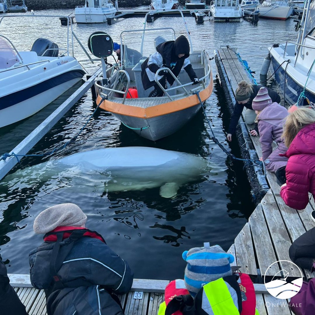 If you see Hvaldimir, please be respectful. 
Thank you!
 #hvaldimir #berespectful #jetski #Norge #fjords #whale #safetyteam #teamhvaldimir #respect #oceanlove
