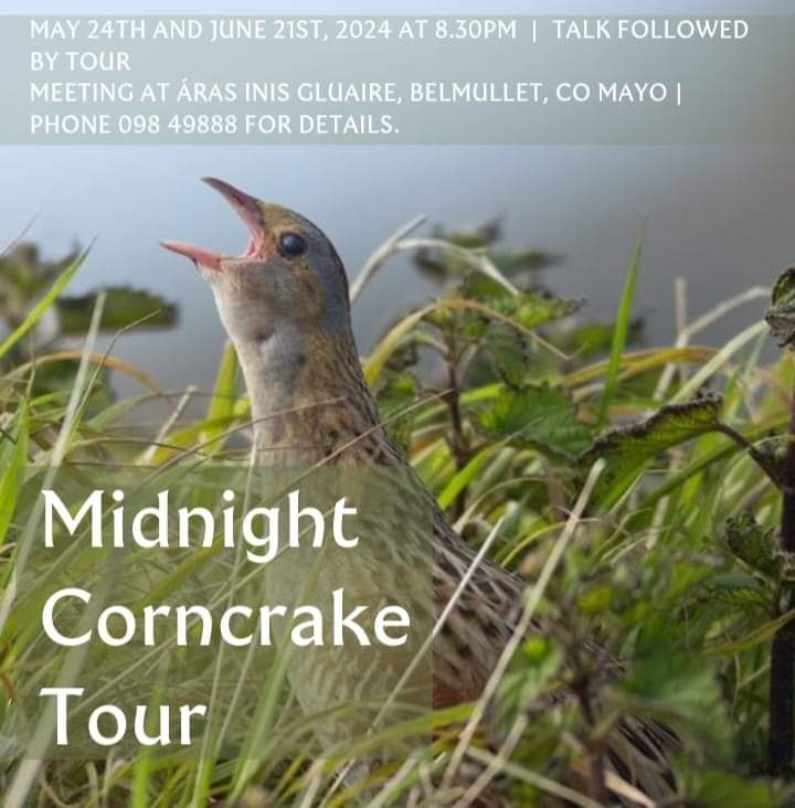 Belmullet Midnight Corncrake Tour Friday, 24th of May, and Friday 21st of June at 8.30pm Light refreshments followed by talk and Bus trip to the site where corncrakes are heard calling Bus available for first 50 bookings Contact the Ballycroy Visitor Centre on 098 49888