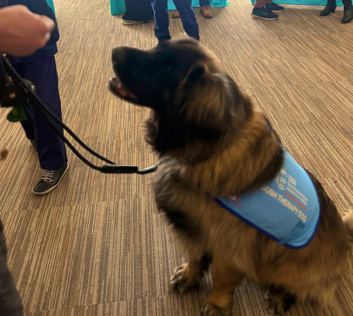 Cathy Roberts (@cathyrobertsdec) on Twitter photo And no event <a href="/GreatOrmondSt/">Great Ormond Street Hospital for Children</a> is complete without a visit from one our therapy dogs- here’s Jeff! <a href="/Gosh_Volunteers/">GOSHVolunteers</a> thanks for visiting!!❤️❤️❤️<a href="/jipoisson22/">Justin Poisson</a> @Lynch4Fiona <a href="/Putneygirl09/">Vicky Downs</a> <a href="/GOSHLearnAcad/">GOSH Learning Academy</a> And no event <a href="/GreatOrmondSt/">Great Ormond Street Hospital for Children</a> is complete without a visit from one our therapy dogs- here’s Jeff! <a href="/Gosh_Volunteers/">GOSHVolunteers</a> thanks for visiting!!❤️❤️❤️<a href="/jipoisson22/">Justin Poisson</a> @Lynch4Fiona <a href="/Putneygirl09/">Vicky Downs</a> <a href="/GOSHLearnAcad/">GOSH Learning Academy</a>