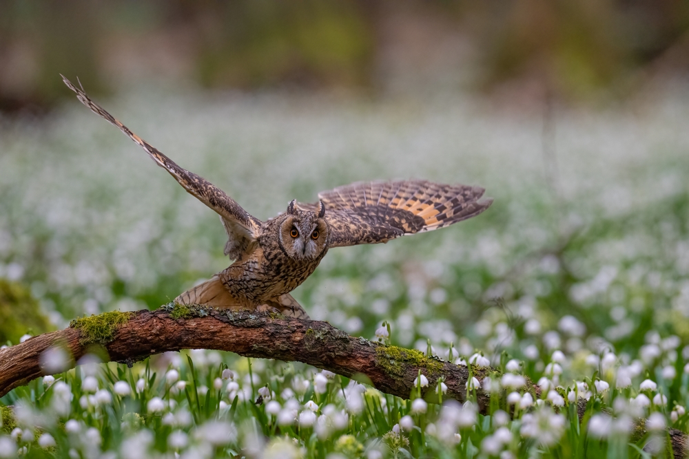 dlr Biodiversity celebrating Biodiversity Week 17-26 of May with events happening in the wild and online. Numbers limited! 
-Invasive Species & Creating Wildlife Ponds: bit.ly/dlrWildlifePon…
-dlr Biodiversity Plan and Rewilding Projects 2024 (online): bit.ly/dlrPlanRewildi…