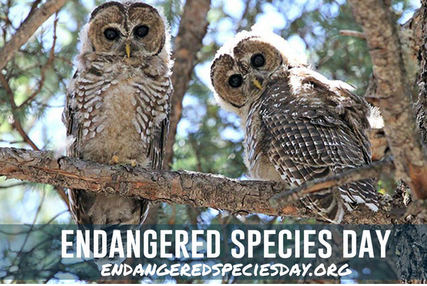 Today is #EndangeredSpeciesDay! Find ways to participate and be a part of the celebration of conservation success. endangered.org/chalk-for-wild…