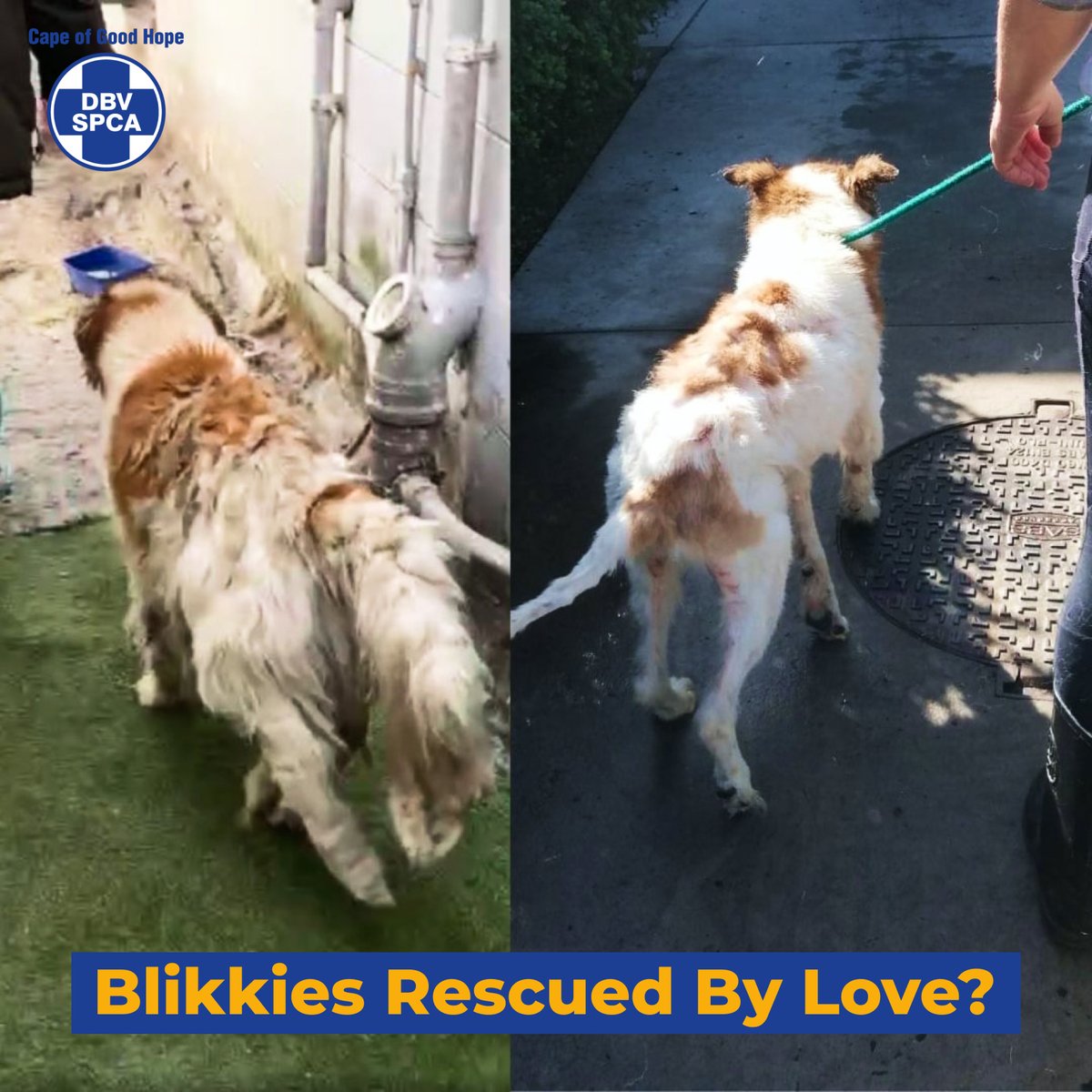 🐶 Blikkies Rescued By Love? Yesterday was a day of pure delight for Blikkies, thanks to the incredible kindness of Telana Lezar! View before and after photos of Blikkies 👇 pulse.ly/dqninfauor 🦸🏽‍♂🦸🏼#AnyoneCanBeAHero #HeroesOfTheSPCA #AnimalRescue #CapeSPCA #CapeTown