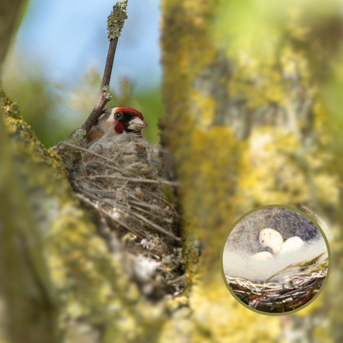 Today’s #NestKnowledge features the charming Goldfinch! 🐦

Goldfinch nests are soft and compact, bound with spider web, & packed with a fluffy lining.

Located high in the fork of tree branches, they can often be exposed to the elements.

Egg ID: White with reddish-brown specks.