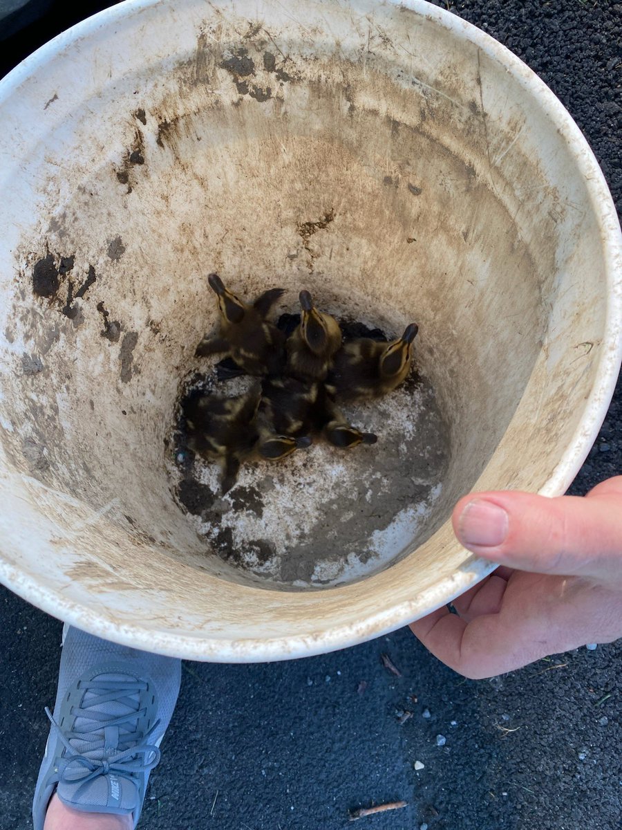 Way to go Public Utilities Crew!! This week the crew was in Frear Park and rescued these beautiful baby ducklings!! They removed the cover from the storm drain, got them out, returned them to the parents. Way to be!! #troyny