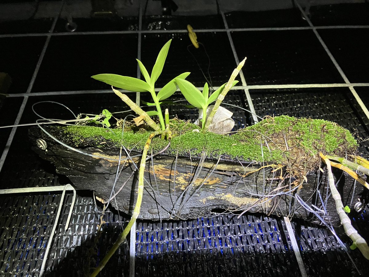 Dendrobium aphyllum の白花
なかなか調子が上がらない😇
新芽はポツポツでるのだけど、、、