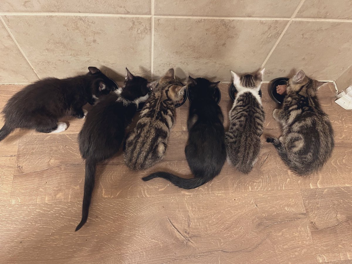 Did someone say breakfast? #kittens #CatsOfTwitter