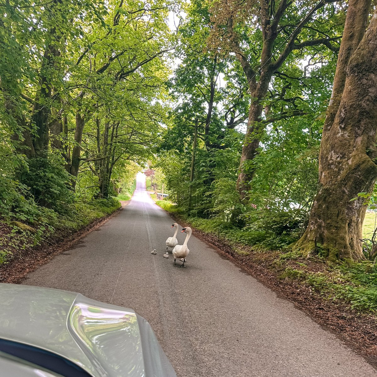 lazarusfrazzle's tweet image. Traffic jams are slightly different in the country! After lots of hissing from mum and dad we managed to get them to a safe place near the water #swans #countryproblems