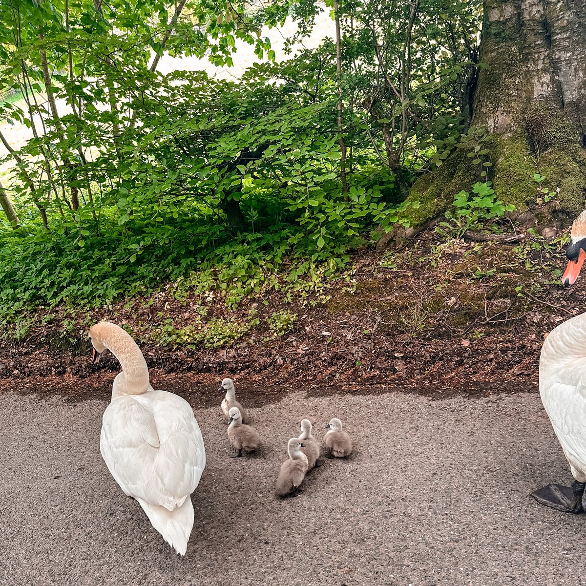 lazarusfrazzle's tweet image. Traffic jams are slightly different in the country! After lots of hissing from mum and dad we managed to get them to a safe place near the water #swans #countryproblems