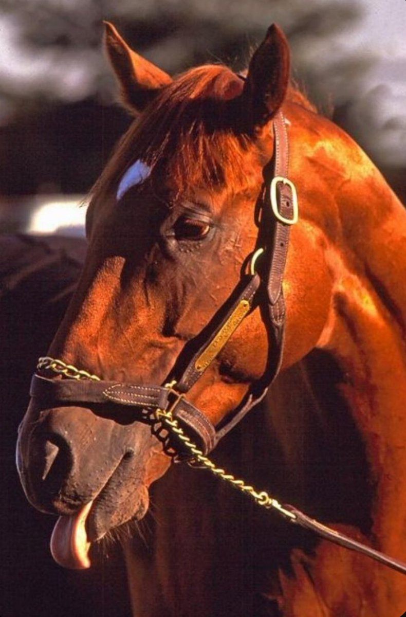 SultanAlatawi9's tweet photo. كانت سباقات الخيل في الولايات المتحده (صناعه) وكان هناك تنافس داخلي واضح مابين الشرق والغرب ، كل من الطرفين يريد ان يصنع البطل والاسطوره في عالم سباقات الخيل وتأثير الاعلام الامريكي في صناعة الحدث كان واضحاً ، ولم ينحصر التنافس فقط على الخيل انما اصبح بين المدربين كذلك .
وفي تلك الحقبه من الزمن ظهر لنا البطل Sunday Silence ممثلاً لميادين الغرب بينما ظهر البطل Easy Goer ممثلاً لميادين الشرق .
… يتبع ⬇️
