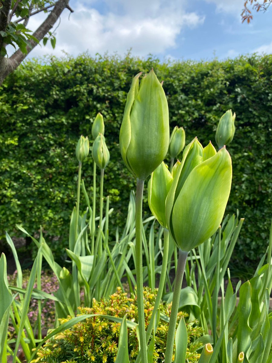 This is such a good tulip.

T. 'Green King', a good, robust variety and looking great in this Corten steel planter from <a href="/_LONDONSTONE/">London Stone</a> at our Bromsgrove project. 

#gardening #GardenDesigner