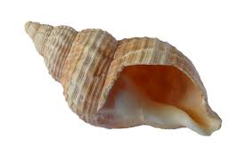 Daily poetry prompt: location writing - shells. This shell reveals secrets from the deep. I hear the ghostly love calls of Moby Dick, the distressed voice of a weeping mermaid... More here: brian-moses.blogspot.com/2014/08/locati… @PieCorbett