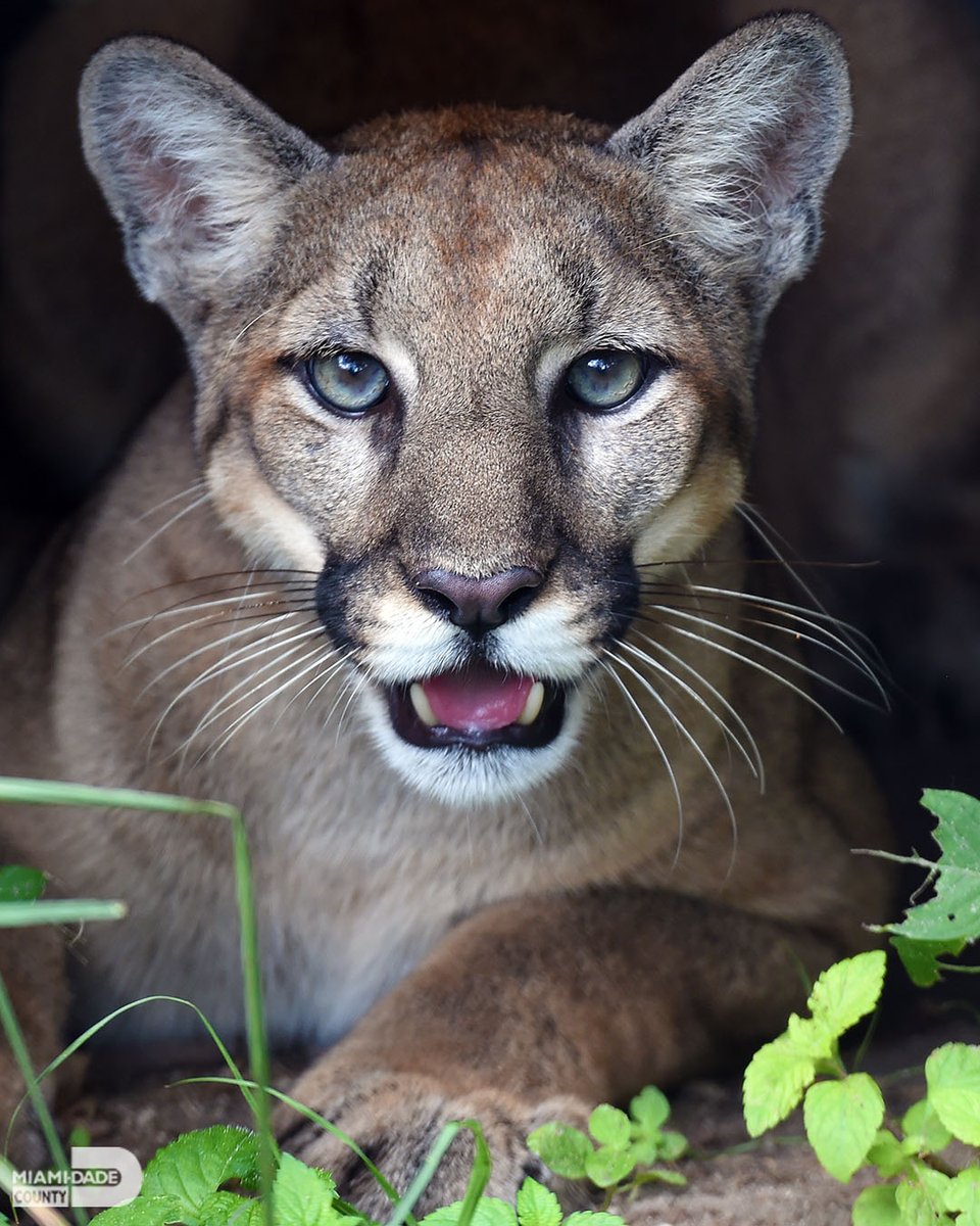 Today is National Endangered Species Day. Let's raise awareness about protecting #OurCounty's precious South Dade wetlands, which are home to many endangered species, including the Florida Panther, the American crocodile, and more. Learn more: spr.ly/6012jAZZK