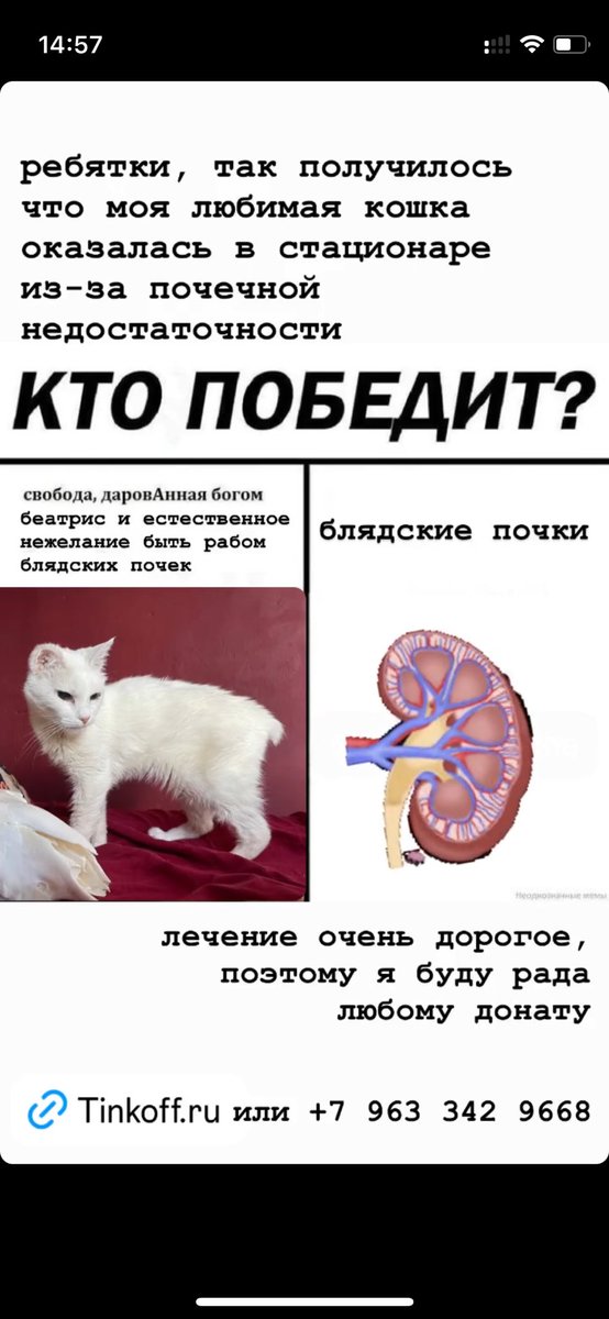 ребята, кошка беатрис заболела. поретвитьте если можете пожалуйста