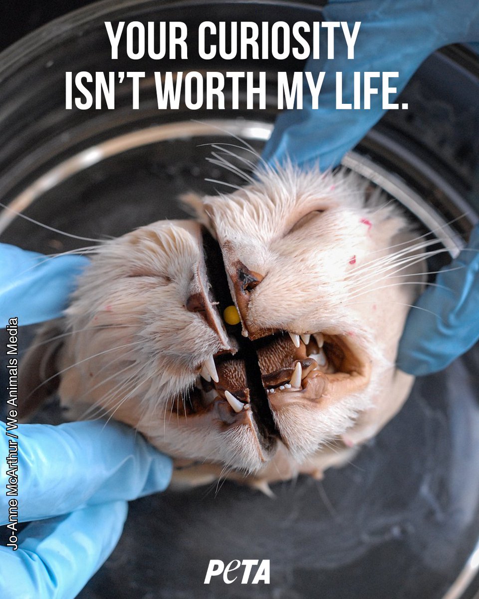 Animals are cut open by humans in the name of science. These archaic sadistic practices need to end. #EndAnimalTesting