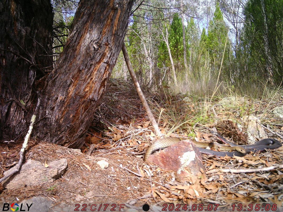 I’m often asked, 'Red-bellies keep brown snakes away, don't they?' And my response is always, “Well, the relationship between individual snakes is complex & dynamic, being influenced by various factors...' And what you see in the images is precisely what I mean. #WildOz