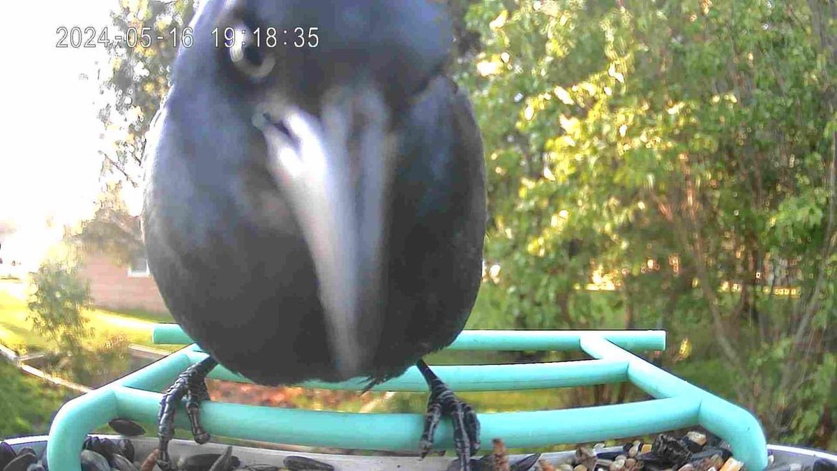 The Grackle is aware of the camera 

I repeat the grackle is aware