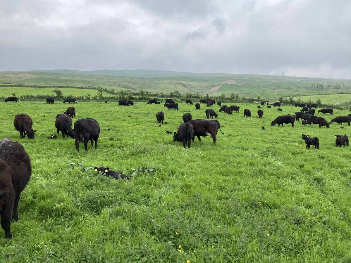Spot the calf