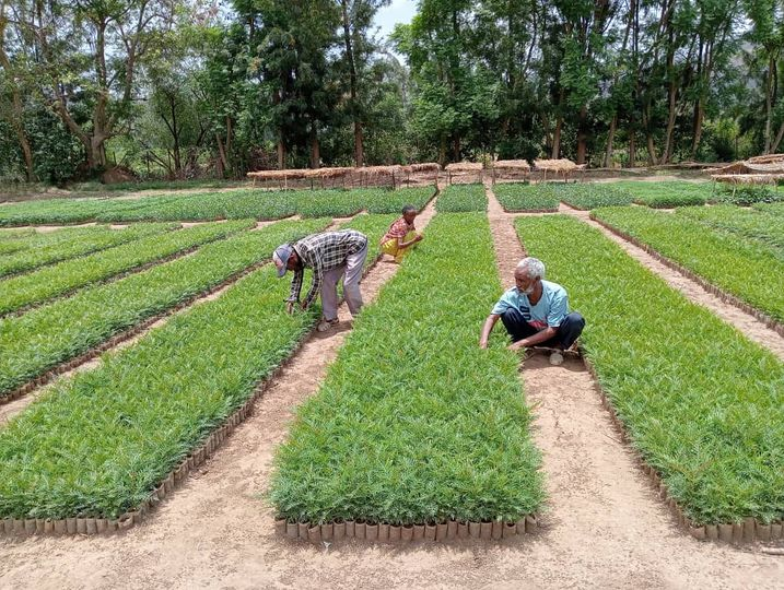 ምድላው ፈልሲ ኣግራብ ኣብ ወረዳ ሓሓይለ። Tree Seedling raised in Hahayle Wereda to rehabilitate the degraded areas in #Tigray.