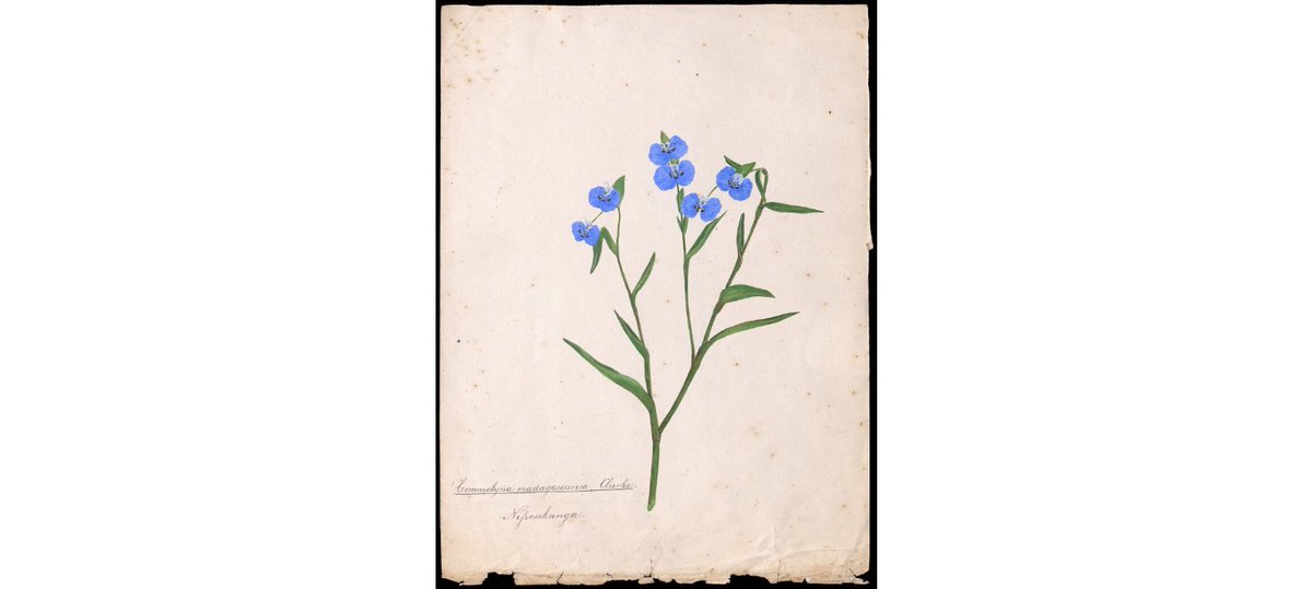This pretty blue flower (labelled as 'Commelyna madagascarica, Clarke Nifinakanga') was documented in 1880 by botanist Richard Baron #EYAScience digital.soas.ac.uk/RB00000013/000…