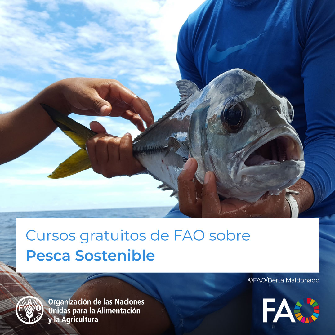 🎓 ¡Cursos GRATUITOS sobre Pesca Sostenible! 🐟 🎣⚓ Ecosistemas pesqueros sostenibles, pesca ilegal y disposiciones portuarias estatales de control. ¡Inscríbete! 👉 bit.ly/3Q4aqwM