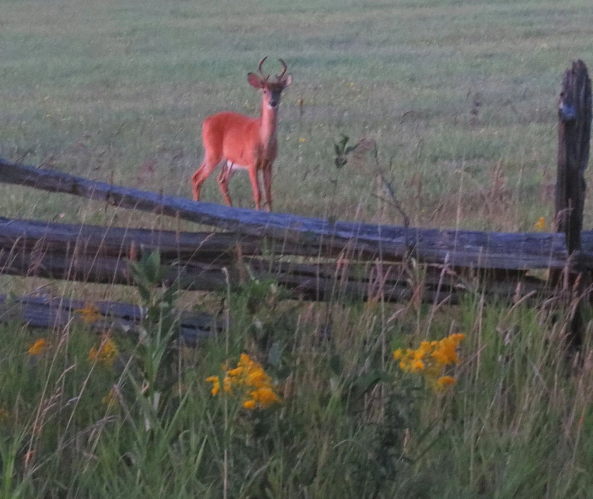 WIldlife to spot around nearly every corner on Manitoulin Island. Keep your camera close by when we can travel again. #travel #nature #manitoulinmagic buff.ly/3K51hSY