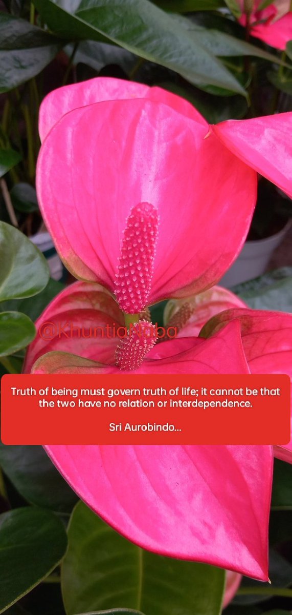 Truth of being must govern truth of life; it cannot be that the two have no relation or interdependence.

Sri Aurobindo...

#SriAurobindo
#TheMother