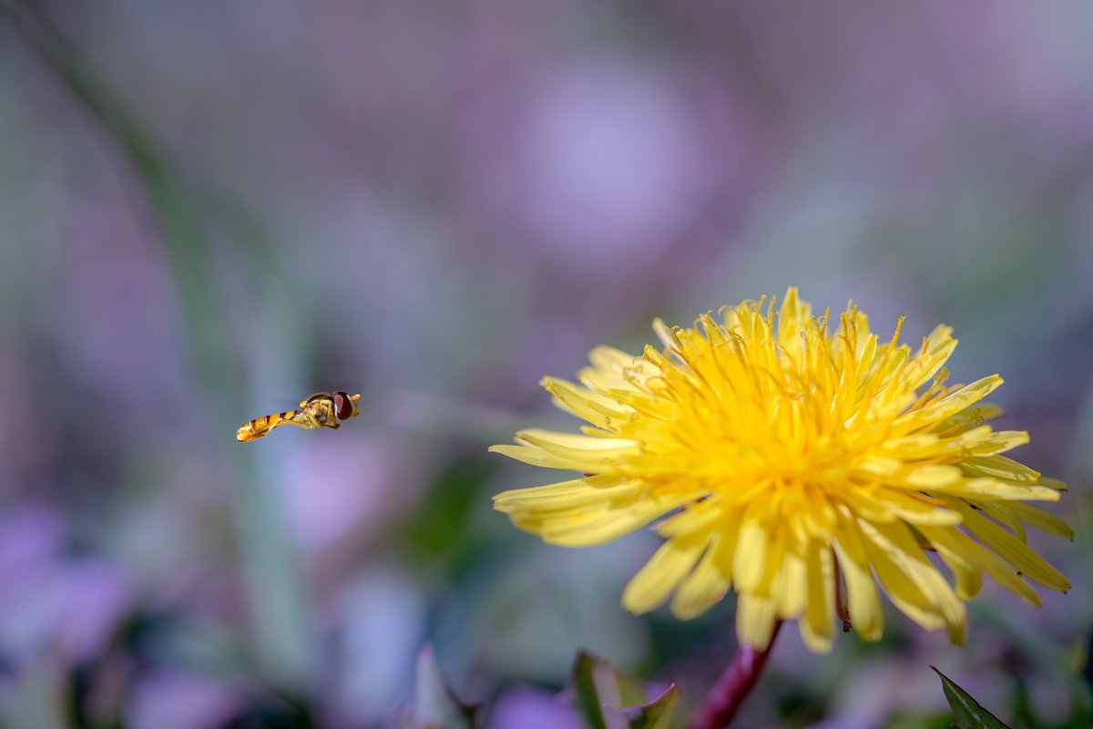 RyutaOwnWay's tweet photo. ヒラタアブ、着陸寸前🐝

#photograhpy 
#flower 
#incect https://t.co/MWJoBXlJQS