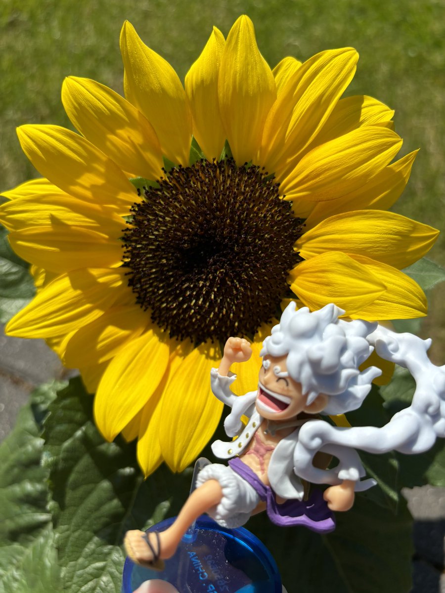 I picked up a sunflower for my sun Luffy 🥰🌻🤍💛
