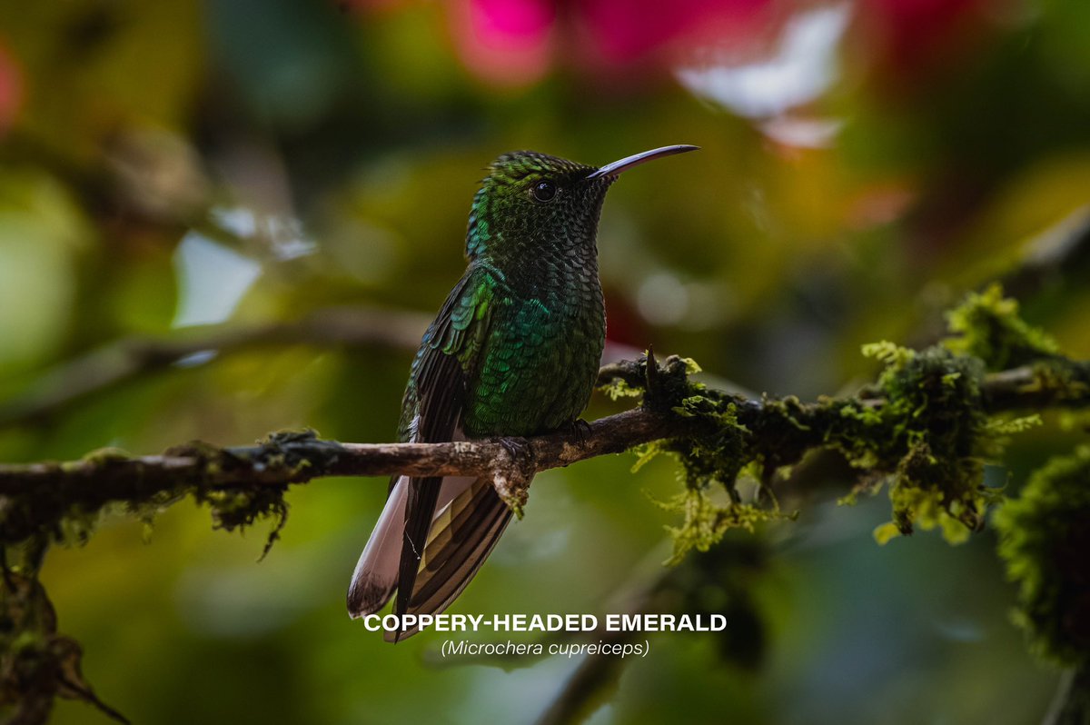 Coppery-headed emerald (Microchera cupreiceps)

#hummingbird #bird #birds #nature #naturelovers #photography #photo #Nikon #Nikon100 #NikonPhotography #nikoncreators #ShotOnLexar #CreateNoMatterWhat #YourShotPhotographer #wildlifephotography #CostaRica